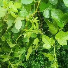 Terdapat pelbagai khasiat pokok lidah buaya ini untuk merawat masalah kesihatan. Pokokletup Instagram Posts Gramho Com