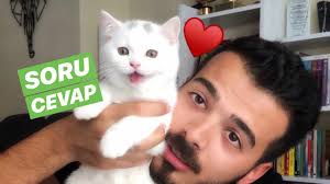 Eve Yeni Kedi Geldi Diger Kediyle Nasil Anlasti Youtube