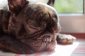 Depending on where you live and who you intend to buy your french bulldog from will be the major factors that affect the price of your french bulldog puppy. A Helpful Comparison Guide For French Bulldog Pet Insurance Providers