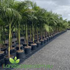 Image result for Archontophoenix cunninghamiana