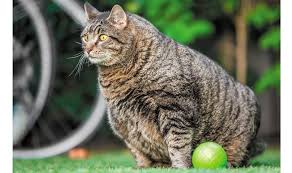 Doug's fat cat is the first part of the first episode of season three of nickelodeon's doug. Fat Cats Tufts Catnip