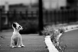 Resultado de imagen para imagenes de animales abandonados