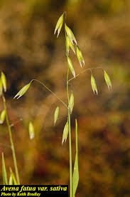 Image result for Avena byzantina