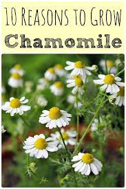 10 Reasons To Grow Chamomile For Your Health And For The Garden Chamomile Growing Chamomile Plant Herbs