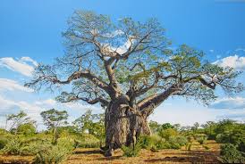 Image result for Amblygonocarpus andongensis