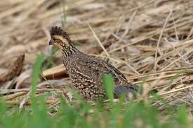 Northern Bobwhite (pectoralis Group)