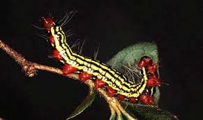 The back of this moth caterpillar has yellow and black stripes running down its length. Azalea Caterpillar Datana Major Grote Robinson