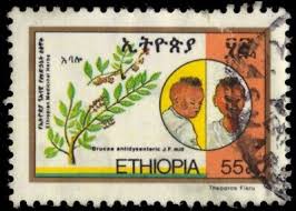 Image result for Brucea antidysenterica