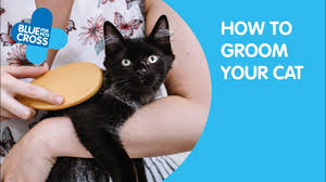 Your thoughts would be most appreciated! How To Groom A Cat Cat Grooming Blue Cross