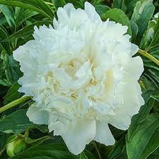 New Arrivals Alba Plena Peony Part Shade Flowers Sun Perennials Peonies