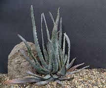 Image result for Aloe veseyi