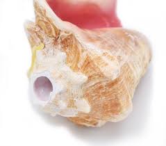 Queen Conch Shell Images – Browse 943 Stock Photos, Vectors, And Video |  Adobe Stock