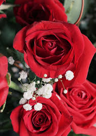 Maybe you would like to learn more about one of these? Ù‚Ø§Ø±ÙˆØ±Ø© Ù‚Ù„Ø¨ Ø³ÙŠØ¬Ø§Ø±Ø© Ø®Ù„ÙÙŠØ© ÙˆØ±Ø¯ Ø£Ø­Ù…Ø± Aanmaningen Com