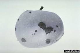 Plum curculio beetles, conotrachelus nenuphar, can be found on plum, cherry, peach, and apple trees, less commonly on nectarine and pear trees. Plum Curculio