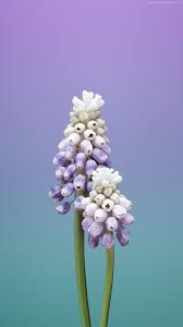 Pin By Babykobi On Fondos Flower Iphone Wallpaper Apple Illustration Iphone Wallpaper Violet