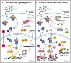 Convert currencies using interbank, atm, credit card, and kiosk cash rates. Frontiers The Aryl Hydrocarbon Receptor As A Modulator Of Anti Viral Immunity Immunology
