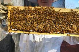 Search for bee hive removal. Pin On Orange County Bee Removal