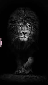 Pin By Mohammed Jabri On Blaq Lion Lion Wallpaper Black And White Lion Lion Photography