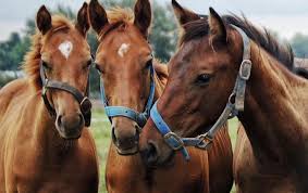 Huge collection, amazing choice, 100+ million high quality, affordable rf and rm images. A Different Way Of Breeding Plaudits For The Stock At Arqana S Ground Breaking Sale In Argentina Topics Candy Ride Arqana Thoroughbred Racing Commentary