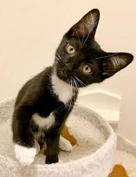 Adopt Elbow On Petfinder Kitten Adoption Cat Adoption Cats And Kittens