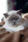 5 Things to Know About British Shorthairs