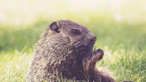 trous dans la pelouse quels animaux creusent dans votre jardin