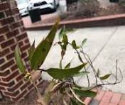 NC Native Plant Forum | Facebook