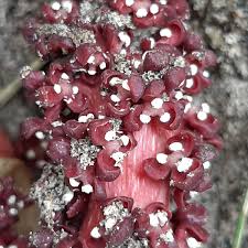 Image result for Sarcophyte