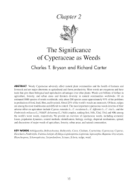 Image result for Cyperus rigidifolius