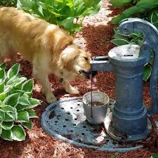 Home Golden Retrievers In Need Rescue Service Inc