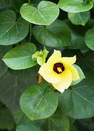 Image result for Hibiscus tiliaceus