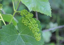 Wild grape vine is an excellent habitat for birds and combined with their health benefits and wide range of uses, it only makes sense to either forage for these. About Wild Grape Leaves And How To Harvest And Prepare Them