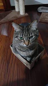 Kitten Cat Pictures For Kids Beautiful Cats Pictures Cat Box