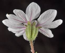 Image result for Blepharispermum