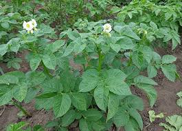 Image result for Solanum tuberosum