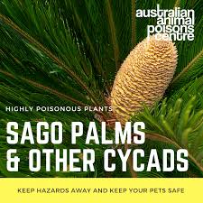 They are also used as ornamental bonsai houseplants. Sago Palms Other Cycads Animal Poisons Helpline