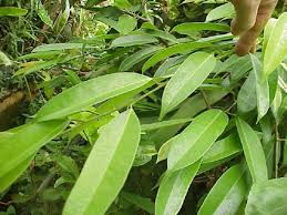 Ficus ( or) is a genus of about 850 species of woody trees, shrubs, vines, epiphytes and hemiepiphytes in the family moraceae. Ficus Longifolia Barteri Glasshouse Works