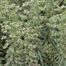 Maybe you would like to learn more about one of these? Euphorbia Characias Silver Swan Stauden Pflanzen Kaufen Online Matelma Com