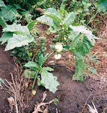 Image result for Solanum macrocarpon