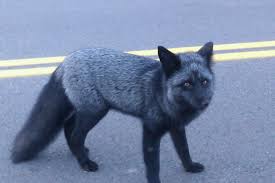 Learn all about silver fox both on screen and in comics! The Silver Fox Almost Went Extinct In My Country It S Now Making A Comeback Enjoy This Majestic Creature Before It S Too Late Aww