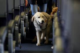 Its previous policy only prohibited some animals such. Airlines Can Now Ban Emotional Support Animals On Us Flights