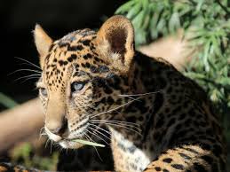 What is the admission to the san diego zoo? San Antonio Zoo Hours And Ticket Prices Tour Texas