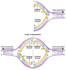 Dna Replication | Location, Steps & Process - Lesson | Study.Com