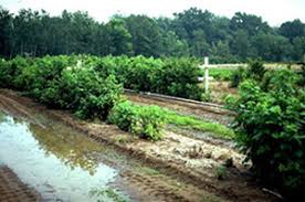 Check spelling or type a new query. Raspberries Phytophthora Root Rot