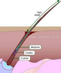 Products with a high ph cause the cuticle layer to swell and allow liquids to penetrate into the cortex. Hair Cortex Hair Follicle Human Body