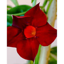 Image result for dipladenie hybrida rio obrázek