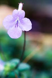 Image result for Streptocarpus saxorum