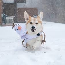 Wallythewelshcorgi On Twitter Cute Dogs Dachshund Pictures Cute Animals