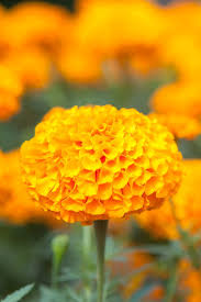 Our Favorite Summer Flowers For A Gorgeous Home Garden Summer Flowers Types Of Sunflowers Flowers