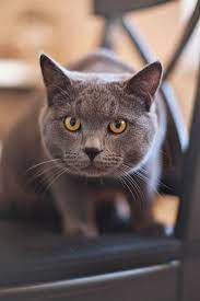 Pin On Household Pets And Accessories
